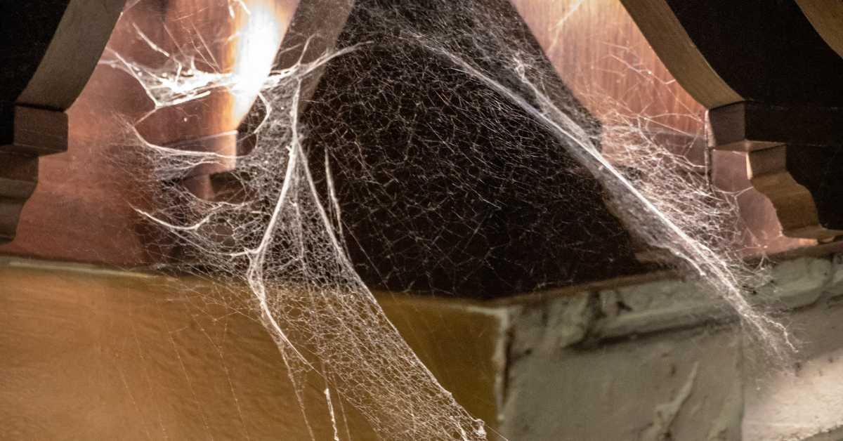 dusting high shelves corner cobwebs